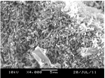 Figure 1-2: A scanning electron micrograph of Geobacter sulfurreducens strain PCA (the rod-shapes) biofilm on a carbon paper electrode (covered except the 4 µm wide object at the bottom of the figure)