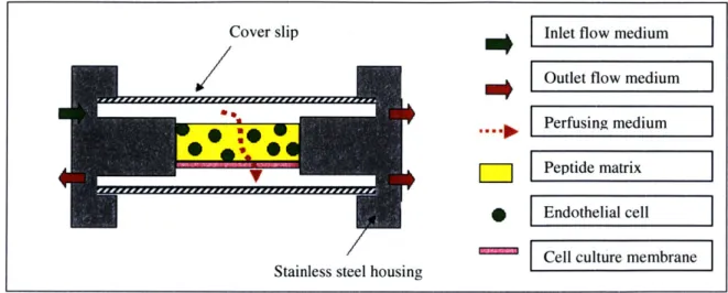 Figure 2.3.  Cross sectional view  of 3D  experiment in bioreactor