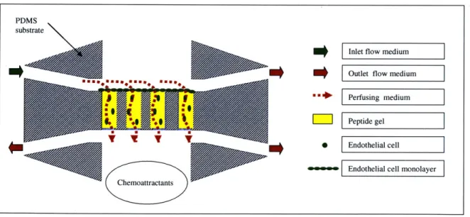 Figure  3.2  depicts  a  combination  of  several  experimental  parameters  in  the  device.