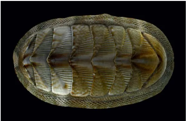Figure  1-1|  Wide-field  scanning  electron  microscopy  image  of  the  dorsal  side  of  chiton  Rhyssoplax  canariensis  overlaid  with  a  light  micrograph