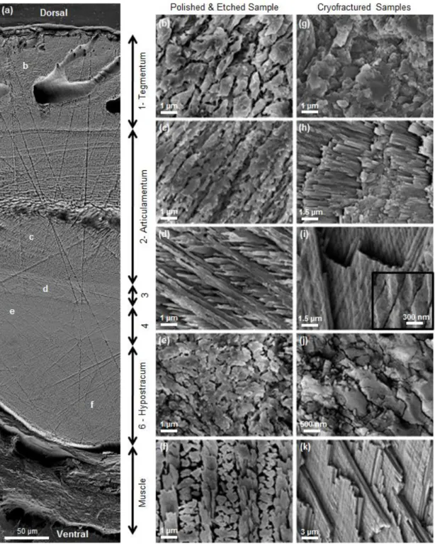 Figure  2-2|  Microstructure  of  the  intermediate  armor  plates  of  the  chiton  Tonicella  marmorea  via  scanning electron microscopy