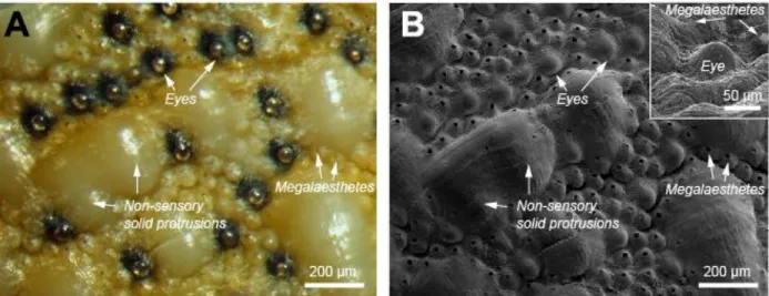 Figure 3-3| Dorsal surface of an intermediate plate of A. granulata. a, Light micrograph of an area  containing multiple sensory structures: lens eyes (unique to twos lineages) and megalaesthetes (common  to most chitons)