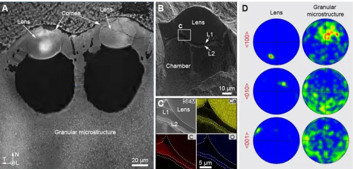 Figure 3-8| Structure, composition, and crystallography of the lens region of the eyes of A