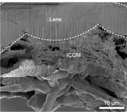 Figure  3-9|  SEM  image  of  a  FIB-prepared  cross  section  of  the  lens  region  of  an  eye  of  the  chiton  A