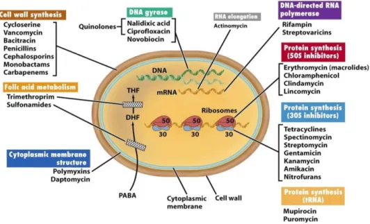 Figure 2: Cibles d'antibiotiques à différents niveaux de la cellule (extrait de Biology of Micro-organisms,  11ème édition, 2006)