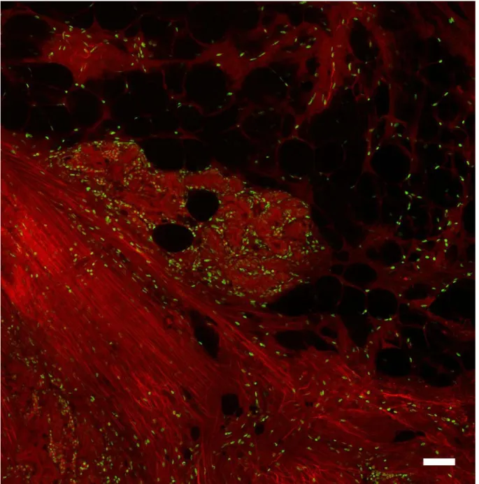 Figure 1. Region of normal breast tissue imaged with multiphoton microscopy with the eosin channel shown in red, and  nuclear channel shown in green
