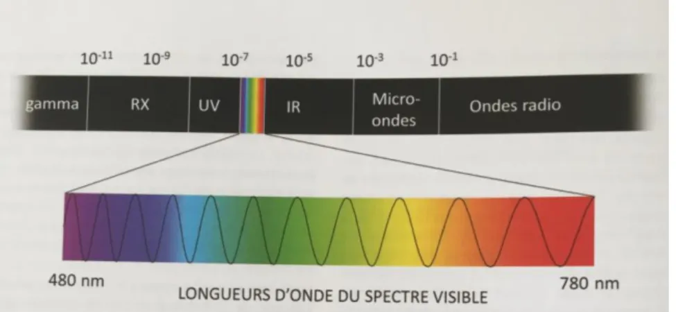 Figure 22 : Spectre visible pour l’œil humain (source : Etienne et Anckenmann, 2016). 