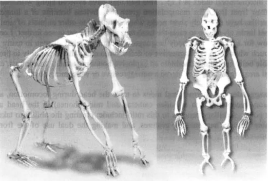 Figure  2-4:  Replicas  of gorilla skeletons that show the relative  proportions  of a gorilla's  body (Reprinted  with permission  from  Skulls Unlimited  Int.8)