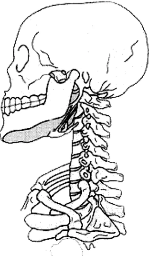 Figure 2-6:  The  human cervical  spine and skull.  Each vertebra acts as  a 3  degree  of freedom  joint with limited range  of motion