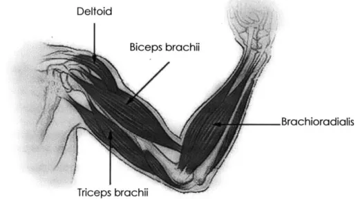 Figure 3  illustrates the upper arm and  shoulder muscles  most involved in using crutches
