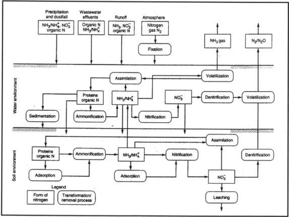 Figure 3-1  Nitrogen  Transformations in  a Natural Wetland  (Metcalf and Eddy, 2002)