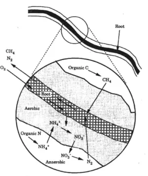 Figure  5-2  Aerobic  Zones around Plant  Roots (Kadlec  and  Knight, 1996)