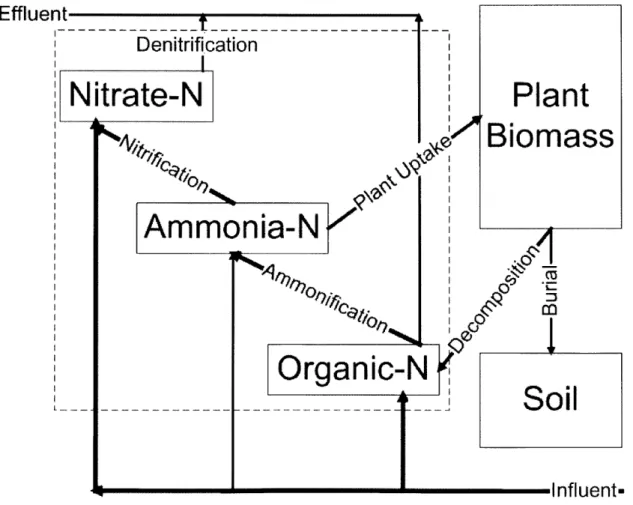 Figure 8-1  Mechanisms  in the CWTS  (adapted from  Kadlec  and Knight, 1996)