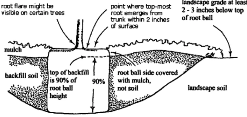 Figure 7:  The  correct way to plant a root  ball  [5].