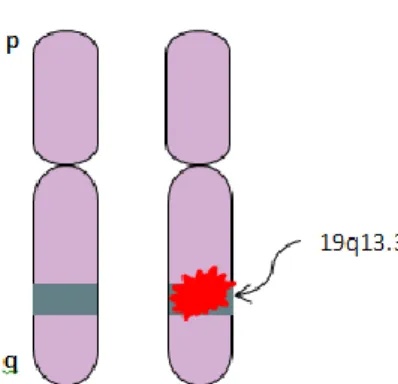 Figure 1 : localisation chromosomique du gène DMPK (d’après (5)) 