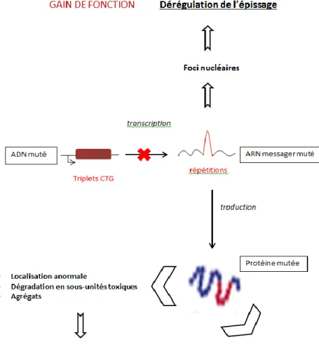 Figure 5 : les différents mécanismes moléculaires à  l’origine de l’atteinte multisystémique 