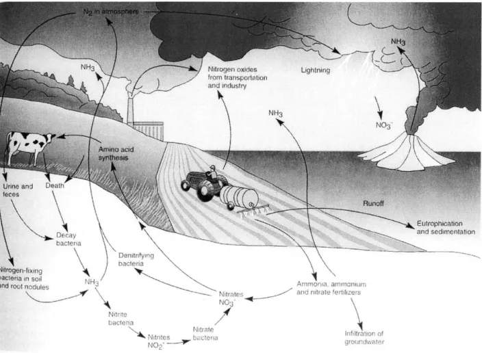 Figure  1-9.  The  nitrogen  cycle  (Miller  1994)