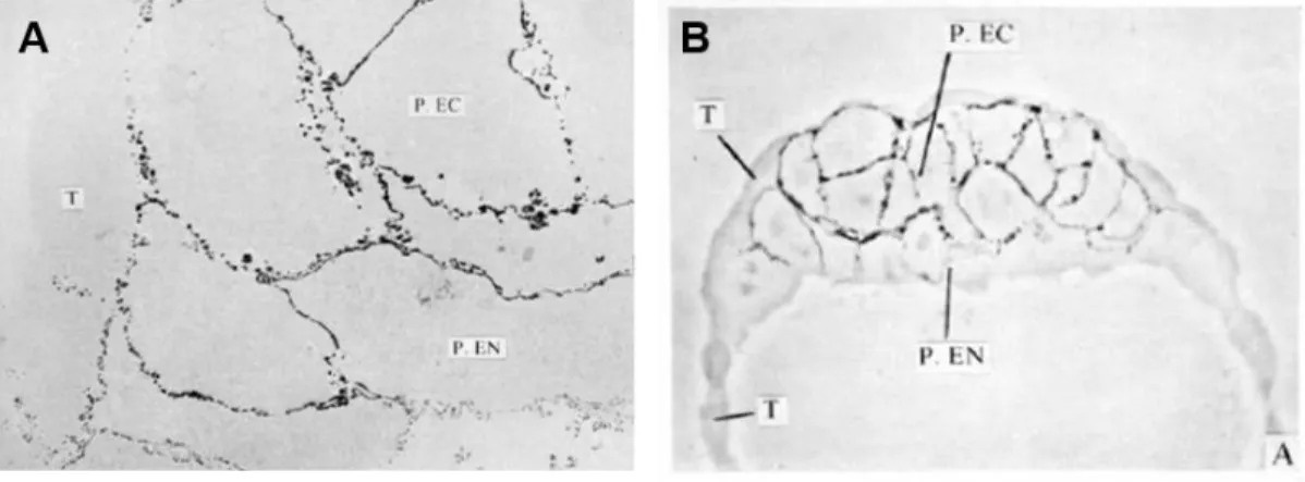 Figure n°4 : Détection de PAL sur les cellules du blastocyste tardif (4 dpc) par microscopie electronique