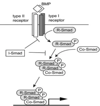Figure n°6 : La cascade de signalisation BMP/Smad 