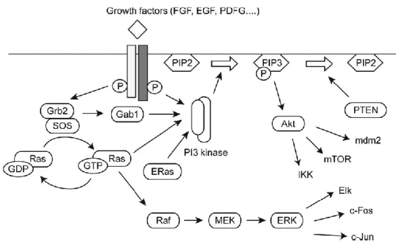 Figure 9 : Activation des voies de signalisation Ras/ERK et PI3K par la fixation de facteurs de croissance  La fixation des facteurs de croissance à leur récepteur provoque la phosphorylation de ces derniers, ou des protéines qui  leur sont associées
