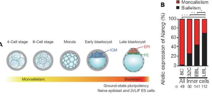 Figure 10 : Expression de Nanog 