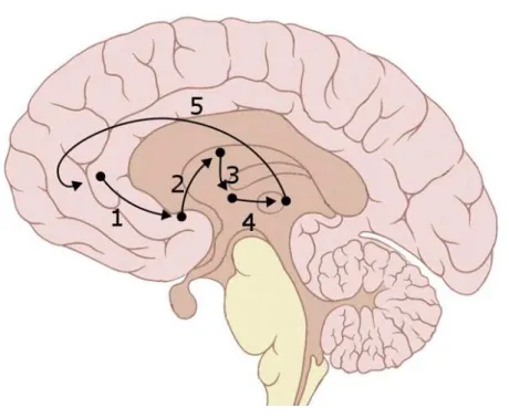 Figure 1.8  Les boucles cortico-sous-corticales. La boucle naît dans le gyrus cingulaire antérieur (1), passe dans le striatum ventral (2), puis dans le globus pallidus rostro-latéral (3), continue à travers le thalamus médio-dorsal (4) et enn retourne au 