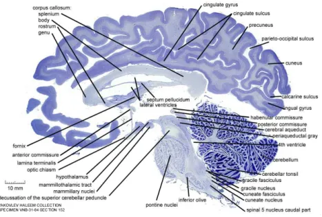 Figure 1.9  Le cerveau présenté par Felix Vicq d'Azyr, au XVIII e siècle. Source : internet.
