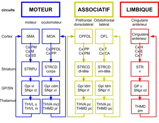 Figure 1.11  Les boucles cortico-sous-corticales présentées dans [Alexander et al. 1986]