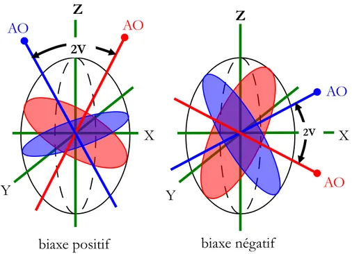 Figure 1.8 : Surface d'égale différence de phase et figures d'interférence en lumière convergente  pour un milieu biaxe