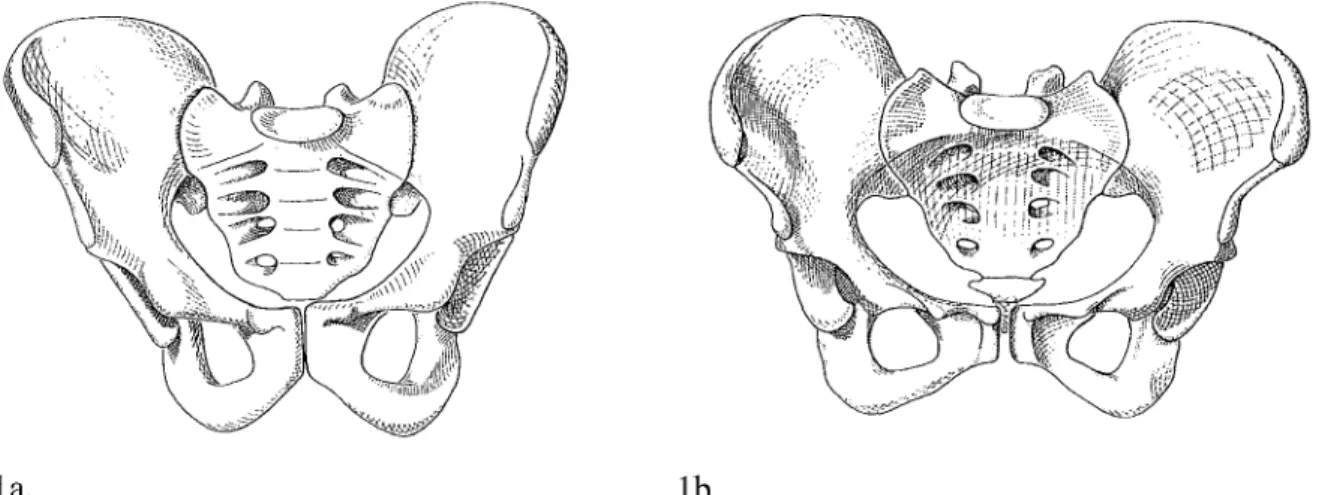 Figure 1. Pelvis masculin, vue antérieure (a), pelvis féminin, vue antérieure (b)  D'après  KORITKE/MAILLOT (6  1) 