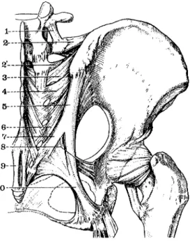Figure  4.  Vue  postérieure  de  l'articulation  sacro-iliaque droite. 