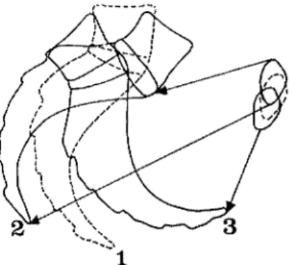 Figure 6. Mouvements du sacrum  D'après  BOUCHET/CUILLERET (60) 