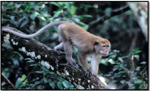 Figure 3  : Macaque à longue queue (