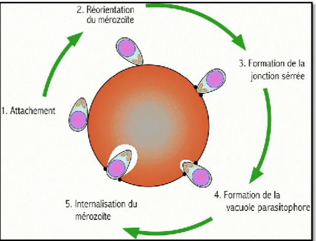 Figure 6 : Schéma  des différentes étapes de l’invasion érythrocytaire