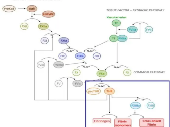 Figure 2 : Représentation des deux voies classiques de la coagulation et de l’activation  successive des différents facteurs aboutissant à la formation de thrombine