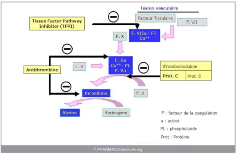 Figure 4 : Régulation physiologique de la coagulation et ses différents acteurs [8]