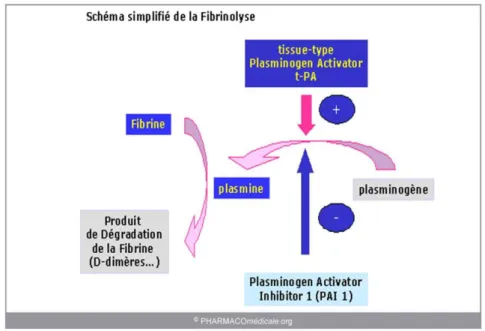 Figure 5 : Représentation de la fibrinolyse [8] 