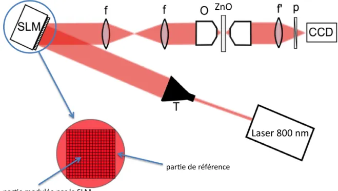 FIGURE 1.8 – Montage expérimental pour la mesure de la MT : un laser monochromatique de longueur d’onde λ = 800 nm éclaire un modulateur de phase en réflexion (SLM) avant d’être focalisé sur un milieu très diffusant, une couche de ZnO (oxyde de zinc), grâc