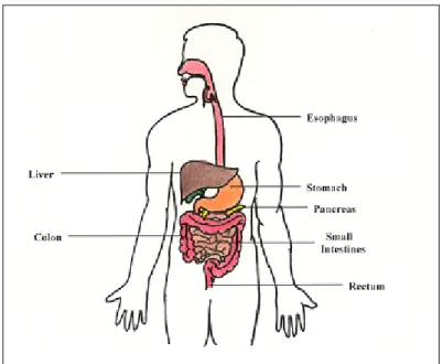 Figure 8:  Major components of the gastrointestinal system 