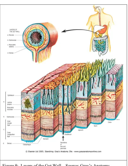 Figure 9:  Layers of the Gut Wall .  Source: Gray’s Anatomy 