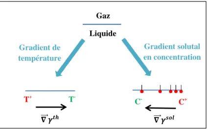 Figure 1.25. Illustration de la contrainte tangentielle générée à une interface liquide/gaz dans le  cas d'un gradient en température et d'un gradient solutal en concentration 