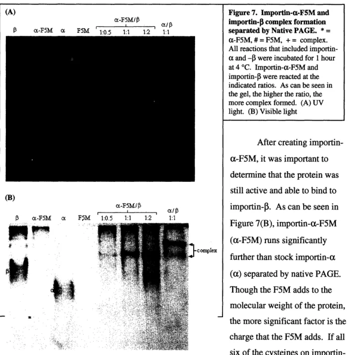 Figure 7.  Importin-a-F5M and importin-[  complex  formation separated by Native  PAGE