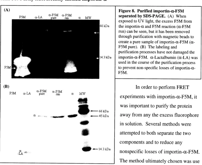 Figure 8.  Purified importin-a-F5M separated by  SDS-PAGE.  (A)  When exposed to  UV  light, the  excess  F5M from the importin-a  and F5M reaction  (a-F5M rxn) can be  seen, but  it has been removed through  purification  with magnetic  beads  to create a