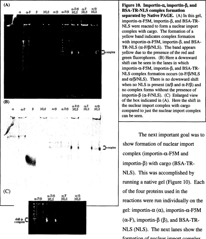 Figure 10.  Importin-a, importin-0, and BSA-TR-NLS  complex  formation