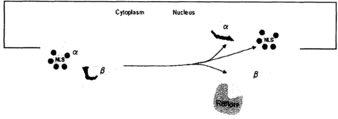 Figure 1.  Nuclear import protein complex  formation (Figure modified from (5)  Lelyveld  2006)