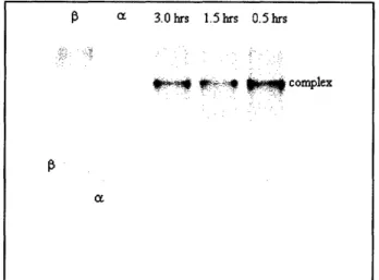 Figure 5. Importin-a and -I  complex  formation.