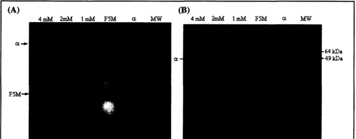 Figure 6.  Importin-a-F5M reaction separated by  SDS-PAGE.  (A) This gel  shows  that labeling importin-a  with fluorescein-maleimide  (F5M) overnight at 4 TC  results in  fluorescent importin-a