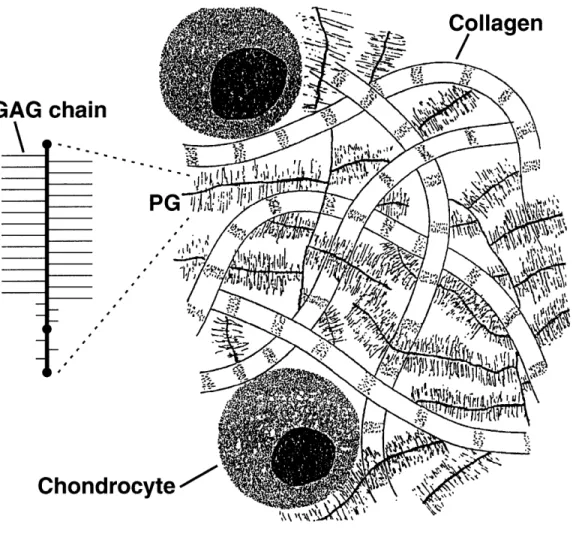 Figure  2-1:  Collagen,  proteoglycans,  and  chondrocytes  are  linked  together  to  form Extracellular  Matrix  (ECM)