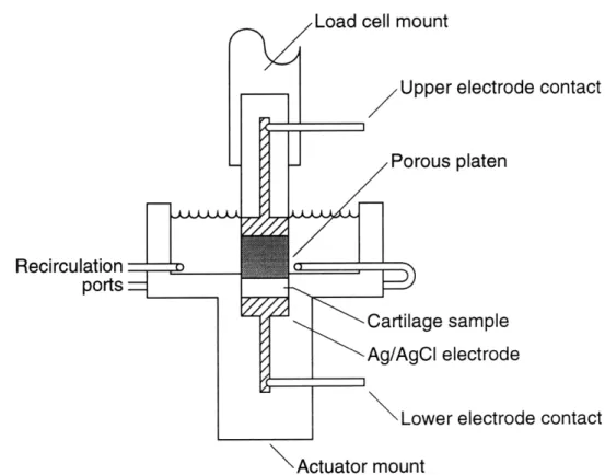 Figure  2-4:  Cartilage  is  uniaxially  confined  between  two  silver  electrodes  to  produce current  generated  stress.