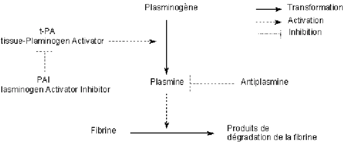 Figure 4: Activation, régulation et action de la Plasmine (selon Allain P.) 